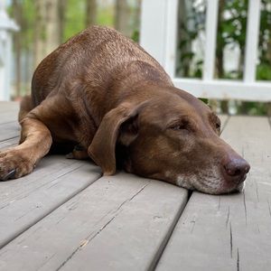 Meet your Posher, Lynne
